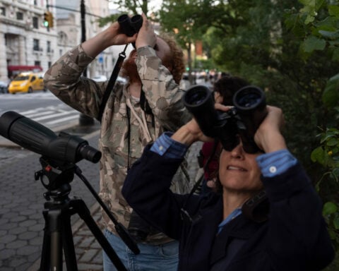 A rare family of barn owls moved into Manhattan's Upper West Side. New Yorkers are captivated