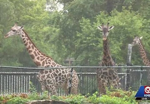 Kansas City Zoo hosting daily giraffe feedings in new Giraffe Crossing
