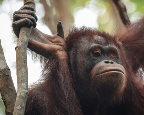 Indonesian rescue centre takes in more orangutans as fires rage