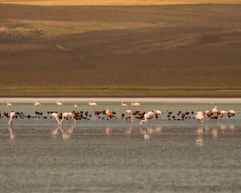 Fundraising to protect oceans, forests and other key nature sites falling short ahead of UN summit