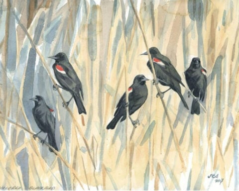 For centuries, bird migration was a mystery – a tech revolution is changing that, and could help save these amazing creatures