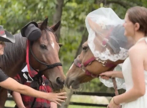 Horses tie the knot at special wedding on Georgia farm: "They just really fell in love"