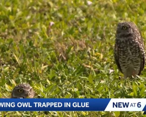 Burrowing owl rescued from glue trap in Florida