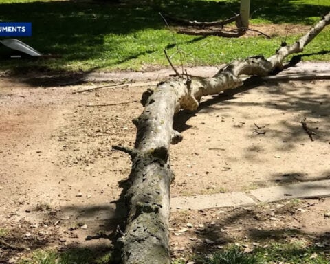 UC Davis graduate awarded $33 million after tree limb causes brain injury in Sacramento