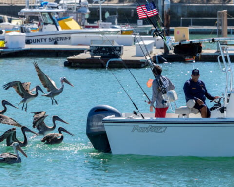 Exotic species appear off California thanks to an unusually strong El Niño