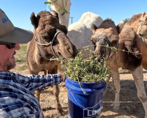 A prickly job: Idaho camel herd put to work clearing noxious weeds