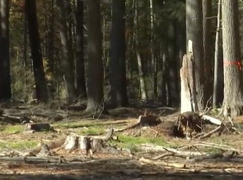Invasive insect leads to Old Orchard Beach public park having to cut down more than 500 trees
