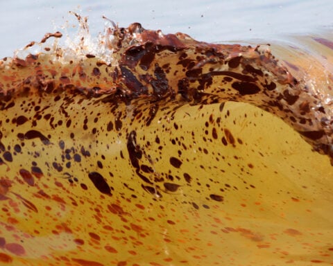 Marine life dramatically declined in Gulf of Mexico in years after BP oil spill, study finds
