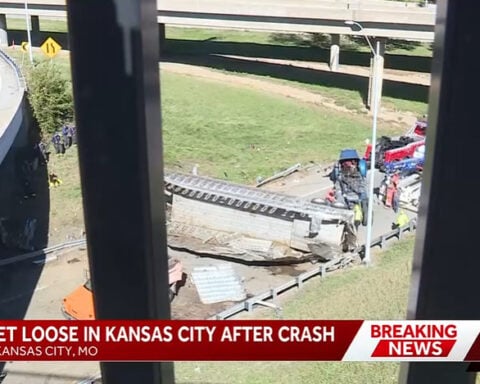 More than 120 cattle involved in I-70 crash, dozens escape into downtown Kansas City