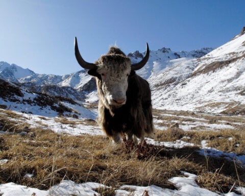 Famous Siberian cave yields remains of yak-like Ice Age mammal