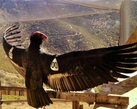 Who should have a say in which species are saved? The California condor offers lessons for a global biodiversity treaty