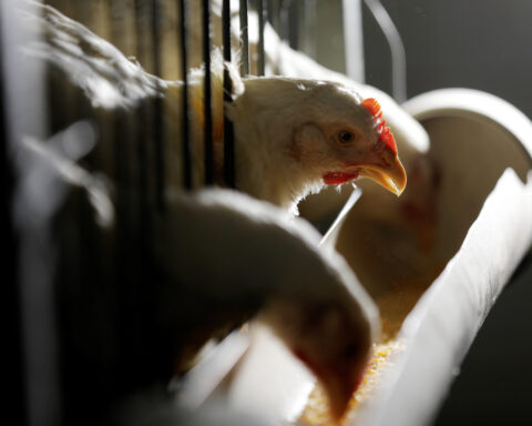 Brazil's Newcastle poultry outbreak unlikely to have major long-term impact, analysts say