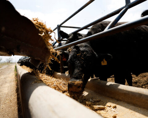 USDA plans to resume imports of Mexican cattle at more ports of entry
