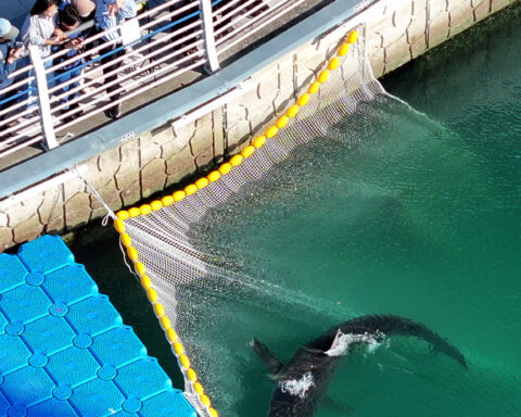 Dusky shark that became a tourist draw while trapped in a South Korean canal finally swims free