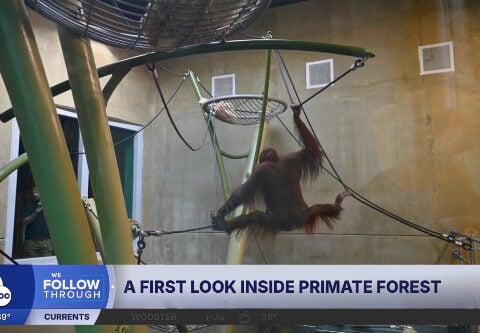 The wait is over! A first look inside Cleveland Metroparks Zoo's Primate Forest