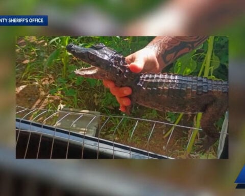 Missing caiman captured in creek area after months of roaming Oklahoma
