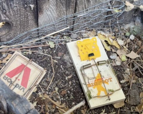 She's trapped 62 rats at her home. Now officials have a $250K plan