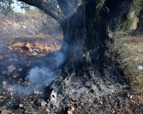 Israeli settlers steal Palestinians' olives as attacks on harvest grow more violent