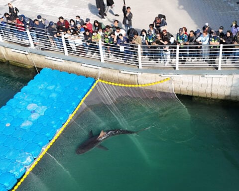 Shark nicknamed 'Bukangi' foils rescue attempts, returns to South Korean canal