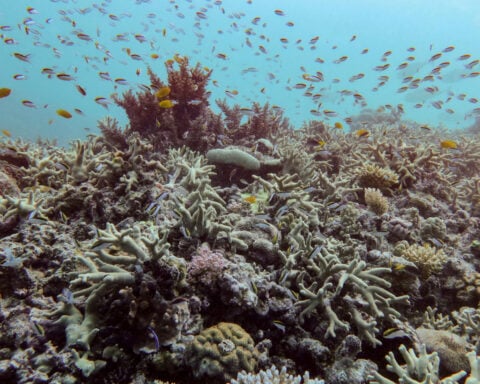 Almost all coral reef ecosystems face risk of collapse in 50 years, study warns