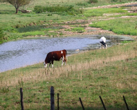 What is Shamonda virus and what are the risks to humans and animals?