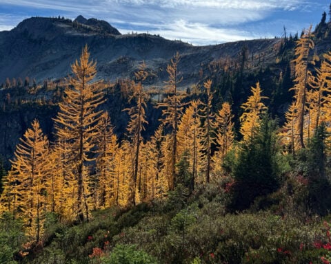 Agriculture secretary says agency is 'full-bore ahead' on Forest Service reorganization