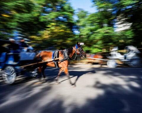 New York City bans horse-drawn carriages from June 2028