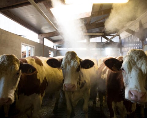 What is Shamonda, the livestock virus found for the first time in a person in France?