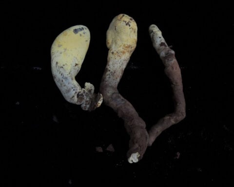 Meet D. rex, the newly crowned giant fungus ‘king’ that measures almost 2 feet tall