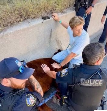 Baltimore County police wrangle cow that fled neighborhood onto interstate