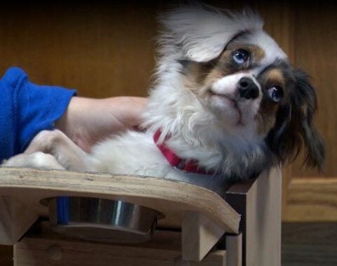 Milo, a special-needs dog, thrives at Iowa animal shelter