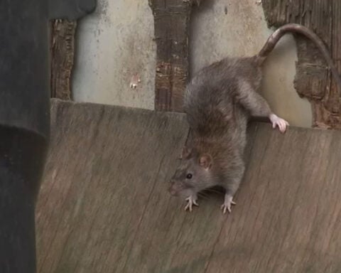 Birth control for rats? PETA suggests solution for Philadelphia's rat issue