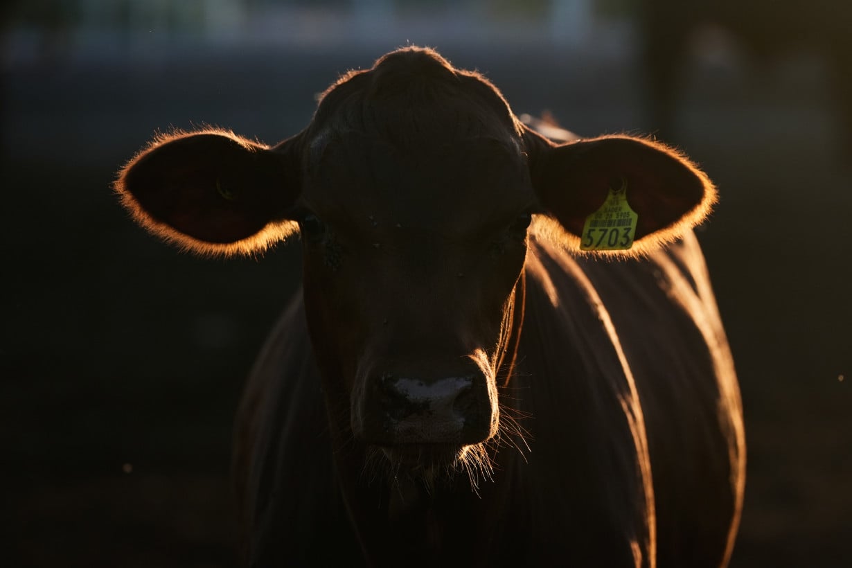 Screwworm Cattle Imports