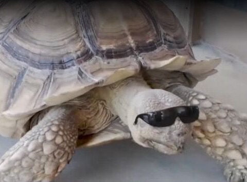 Modesto tortoise Sherman becomes a social media sensation with local adventures