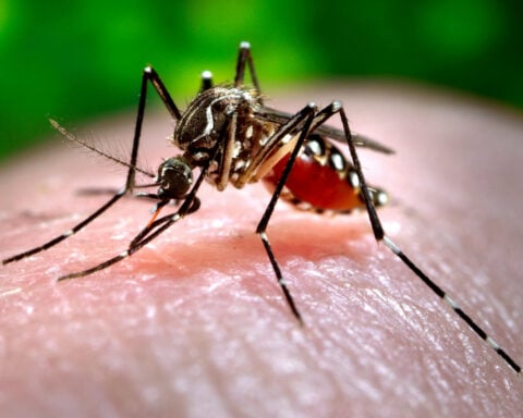 Where humans build, mosquitoes follow – bringing dengue, West Nile and other diseases with them