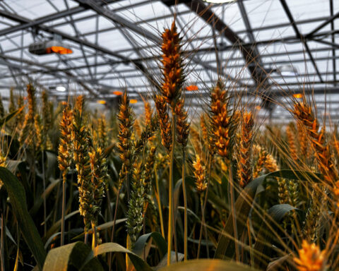 Syngenta targets valuation of at least $66 billion in Hong Kong IPO, people say
