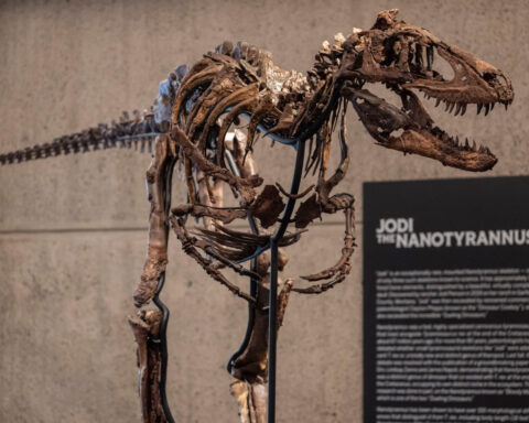 A dinosaur fossil that looks like a mini T. rex just sold for a giant $47 million