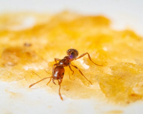 Earwax is both slippery and sticky – this weird combo might lead to safer insect repellents