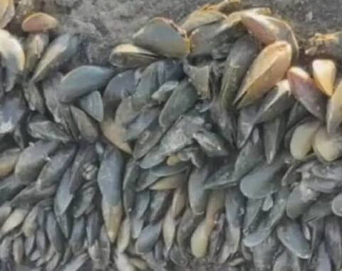 California's golden mussel invasion sparks increased concerns from Stockton-area leaders