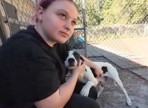 37 dogs rescued from RV now getting care at Palmetto Animal League