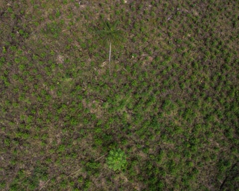 US lawmakers urge Trump administration to oppose Colombia's Amazon aerial spraying plans