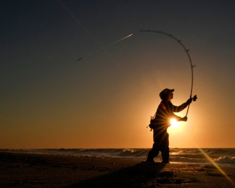 For many, striped bass fishing is a way of life. But the iconic species could face collapse