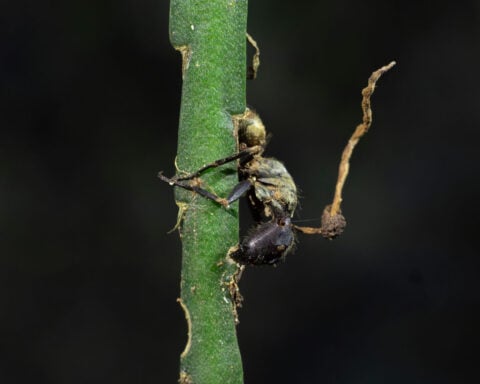 Zombies are real – just ask the parasites taking over the bodies and brains of insects and rodents, leading them to their doom